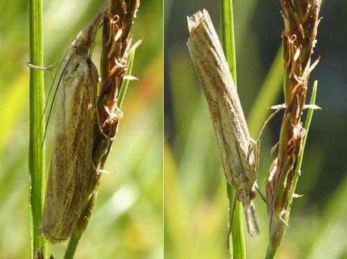 Réf. 222 347 : Agriphila tristella